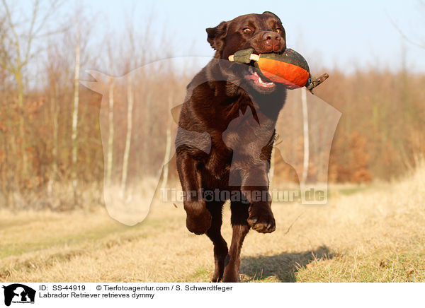 Labrador Retriever apportiert Dummy / Labrador Retriever retrieves dymmy / SS-44919