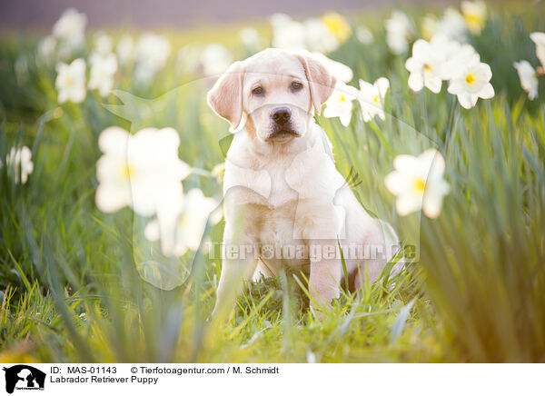 Labrador Retriever Welpe / Labrador Retriever Puppy / MAS-01143