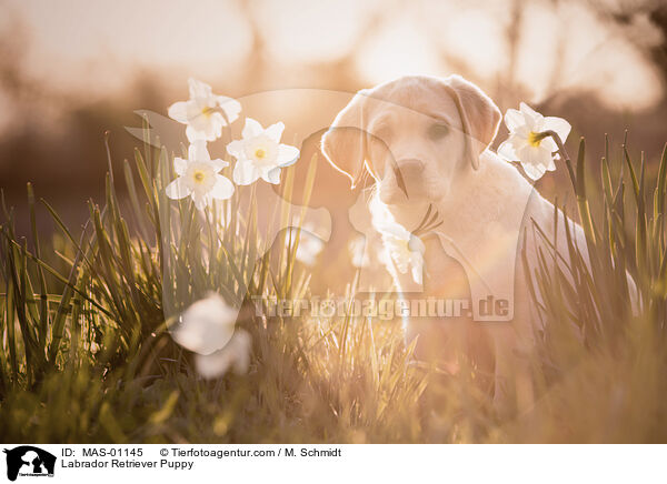 Labrador Retriever Puppy / MAS-01145