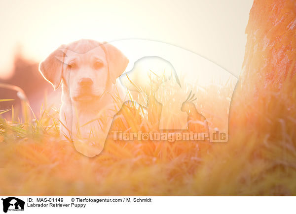 Labrador Retriever Welpe / Labrador Retriever Puppy / MAS-01149