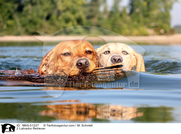 2 Labrador Retriever / 2 Labrador Retriever / MAS-01227