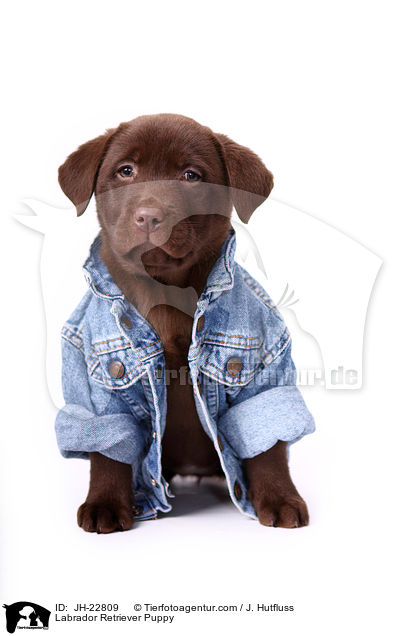 Labrador Retriever Welpe / Labrador Retriever Puppy / JH-22809