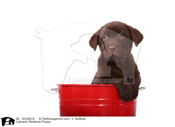 Labrador Retriever Welpe / Labrador Retriever Puppy / JH-22812