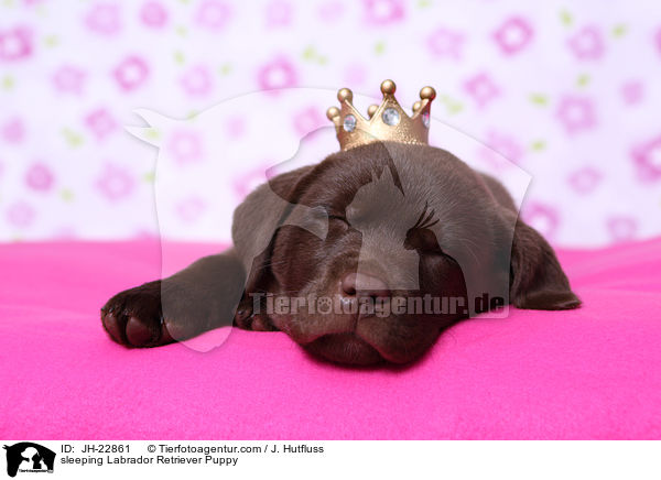 schlafender Labrador Retriever Welpe / sleeping Labrador Retriever Puppy / JH-22861