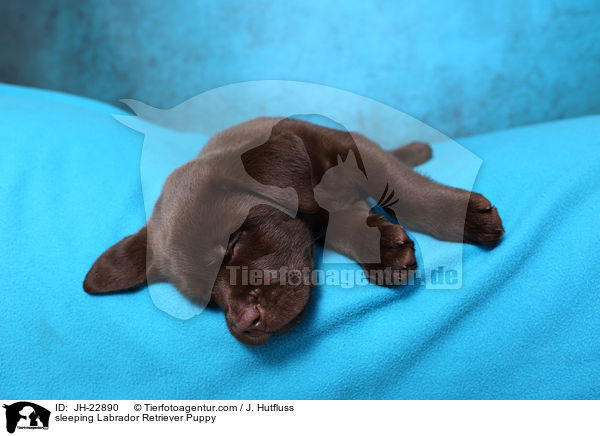 schlafender Labrador Retriever Welpe / sleeping Labrador Retriever Puppy / JH-22890