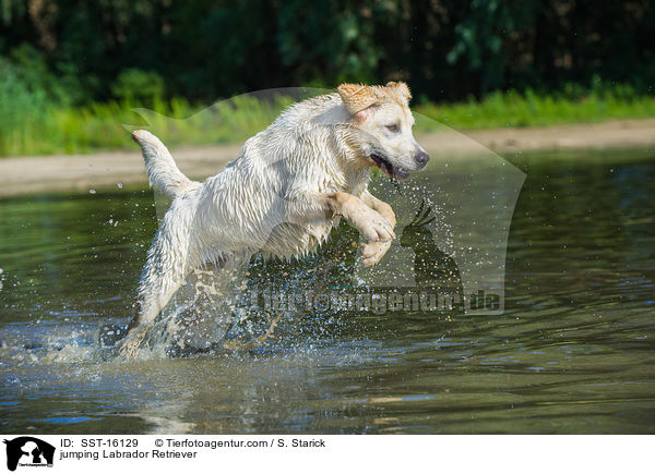 springender Labrador Retriever / jumping Labrador Retriever / SST-16129