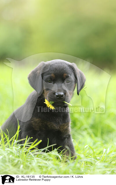 Labrador Retriever Welpe / Labrador Retriever Puppy / KL-16135