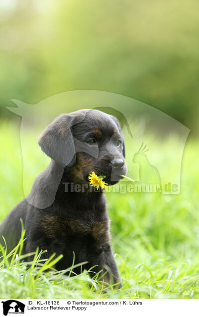 Labrador Retriever Welpe / Labrador Retriever Puppy / KL-16136