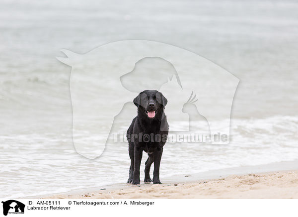 Labrador Retriever / Labrador Retriever / AM-05111