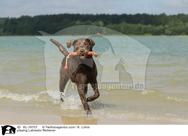 spielender Labrador Retriever / playing Labrador Retriever / KL-16707