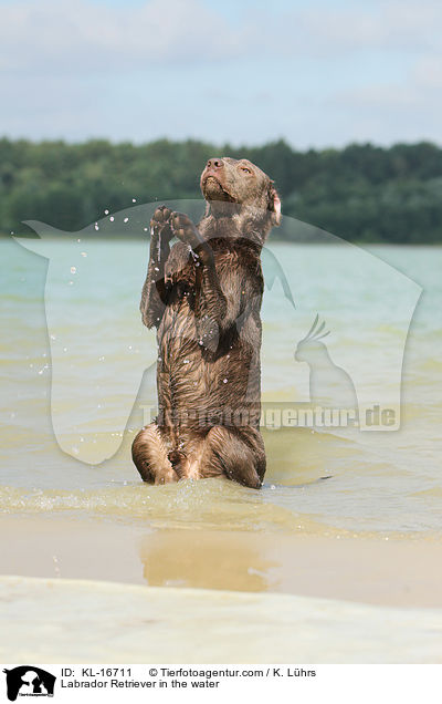 Labrador Retriever im Wasser / Labrador Retriever in the water / KL-16711