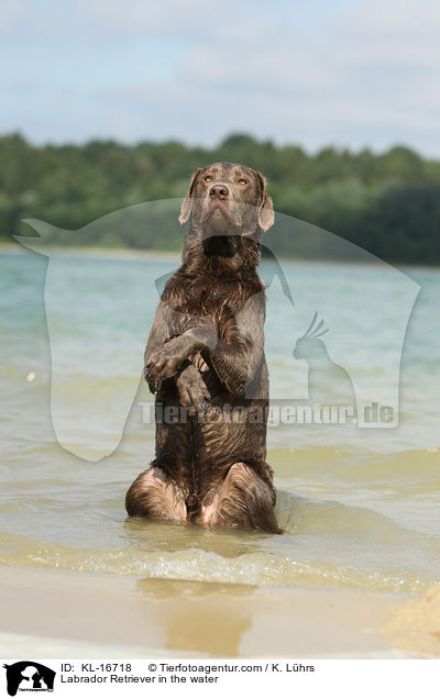 Labrador Retriever im Wasser / Labrador Retriever in the water / KL-16718