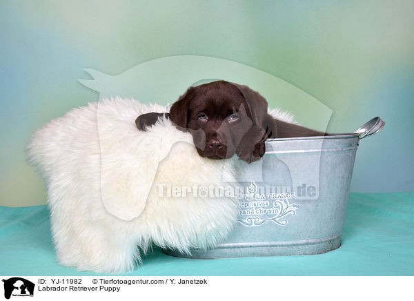 Labrador Retriever Welpe / Labrador Retriever Puppy / YJ-11982