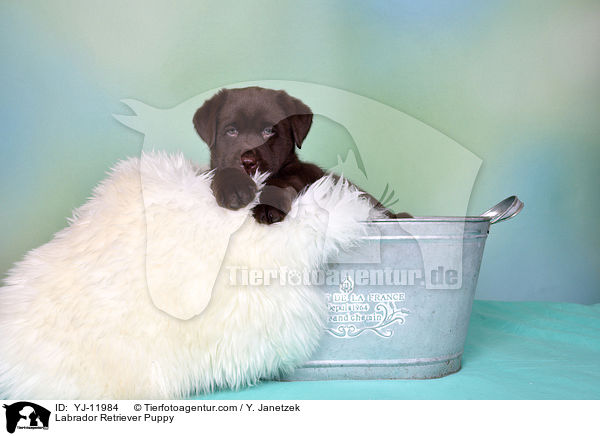 Labrador Retriever Welpe / Labrador Retriever Puppy / YJ-11984