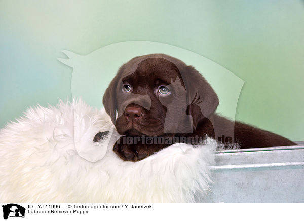 Labrador Retriever Welpe / Labrador Retriever Puppy / YJ-11996