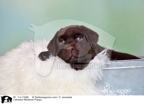 Labrador Retriever Welpe / Labrador Retriever Puppy / YJ-11998