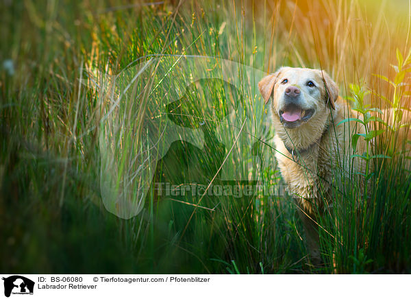 Labrador Retriever / Labrador Retriever / BS-06080