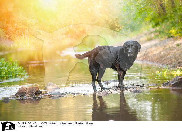 Labrador Retriever / Labrador Retriever / BS-06149