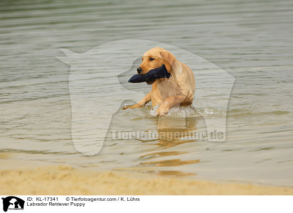 Labrador Retriever Welpe / Labrador Retriever Puppy / KL-17341