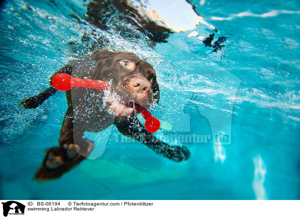 schwimmender Labrador Retriever / swimming Labrador Retriever / BS-06194