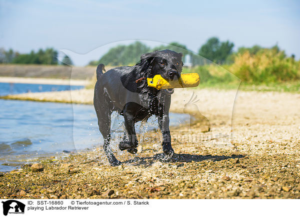 spielender Labrador Retriever / playing Labrador Retriever / SST-16860