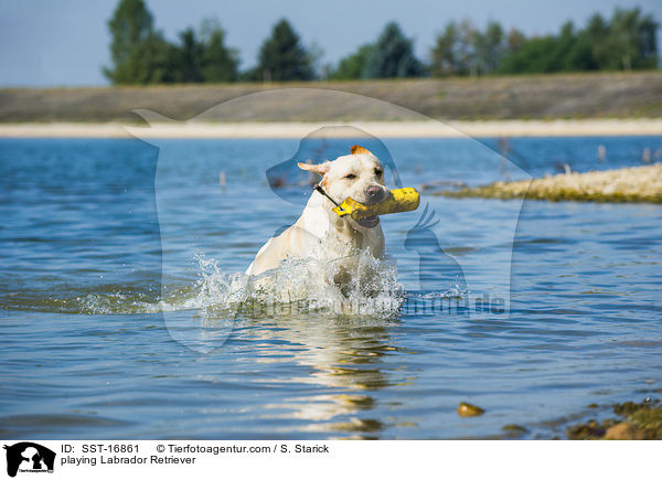 spielender Labrador Retriever / playing Labrador Retriever / SST-16861