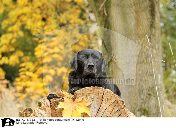 liegender Labrador Retriever / lying Labrador Retriever / KL-17732