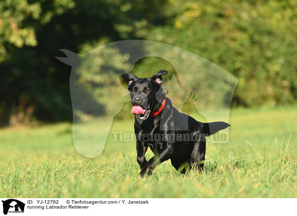 rennender Labrador Retriever / running Labrador Retriever / YJ-12762
