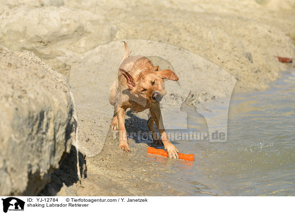 Labrador Retriever schttelt sich / shaking Labrador Retriever / YJ-12784