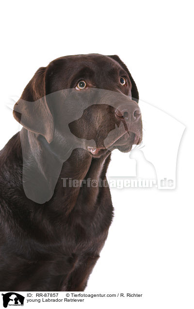 junger Labrador Retriever / young Labrador Retriever / RR-87857