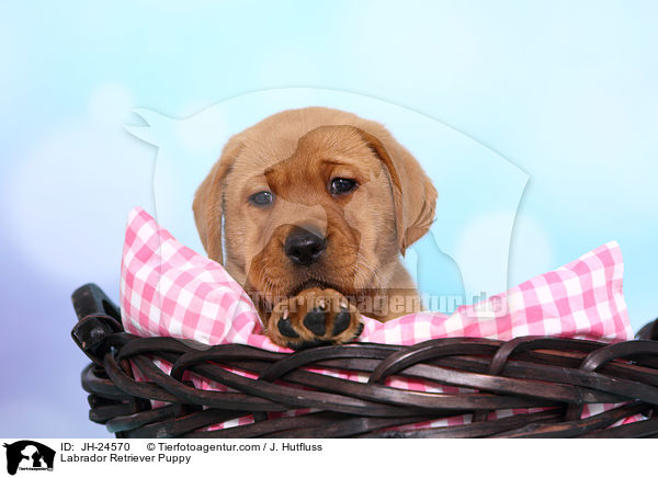 Labrador Retriever Welpe / Labrador Retriever Puppy / JH-24570