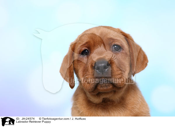 Labrador Retriever Welpe / Labrador Retriever Puppy / JH-24574