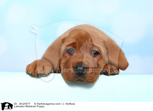 Labrador Retriever Welpe / Labrador Retriever Puppy / JH-24577