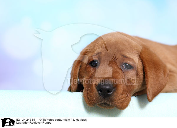 Labrador Retriever Welpe / Labrador Retriever Puppy / JH-24584