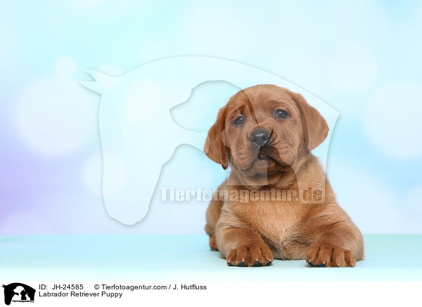 Labrador Retriever Welpe / Labrador Retriever Puppy / JH-24585