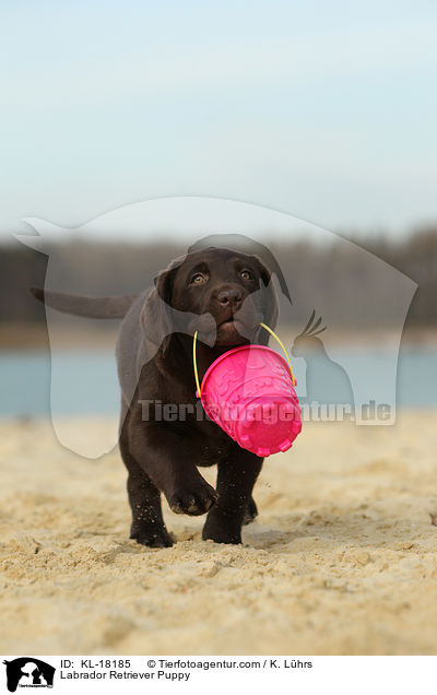 Labrador Retriever Welpe / Labrador Retriever Puppy / KL-18185