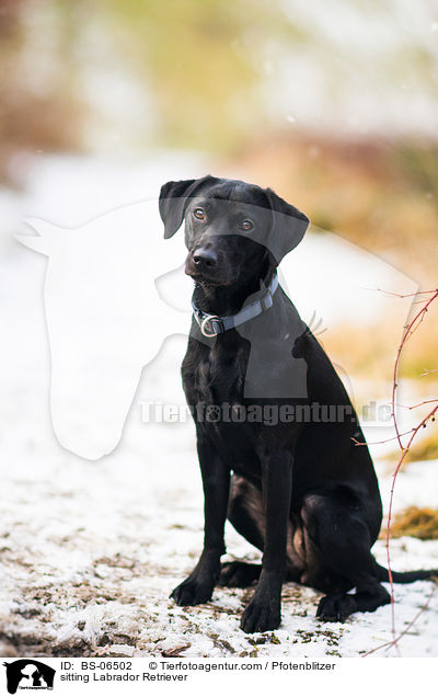 sitzender Labrador Retriever / sitting Labrador Retriever / BS-06502