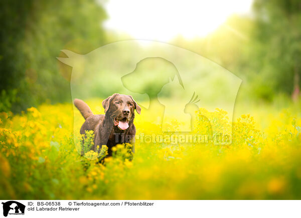 alter Labrador Retriever / old Labrador Retriever / BS-06538