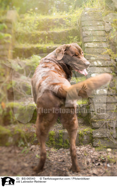 alter Labrador Retriever / old Labrador Retriever / BS-06540