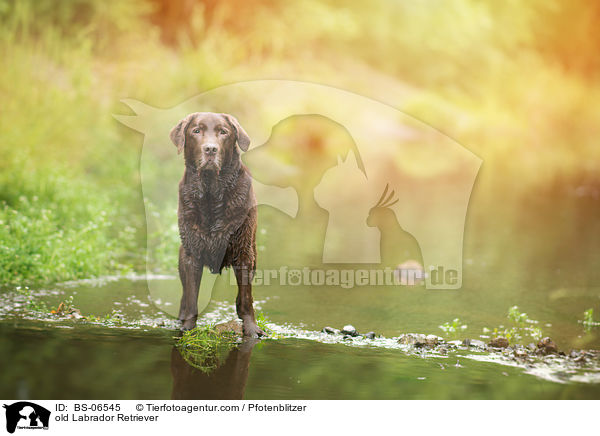 alter Labrador Retriever / old Labrador Retriever / BS-06545