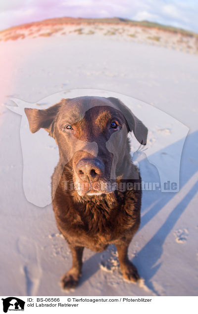 alter Labrador Retriever / old Labrador Retriever / BS-06566