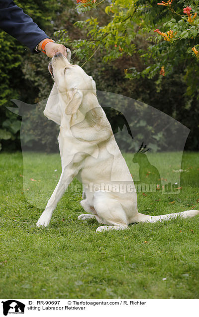 sitzender Labrador Retriever / sitting Labrador Retriever / RR-90697