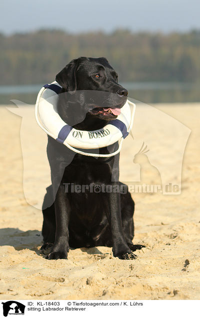 sitzender Labrador Retriever / sitting Labrador Retriever / KL-18403