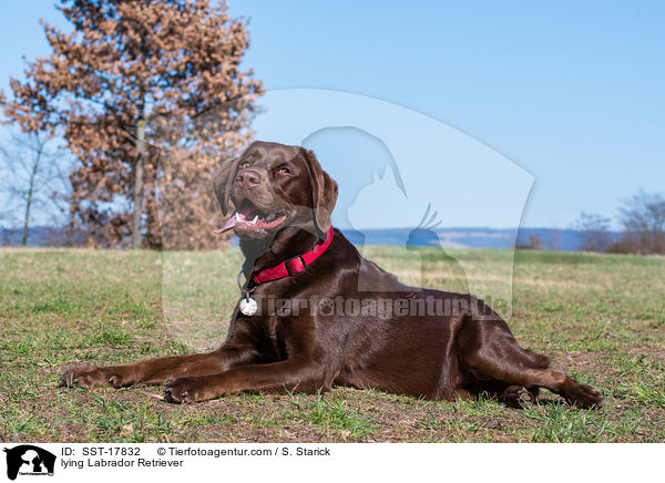 liegender Labrador Retriever / lying Labrador Retriever / SST-17832