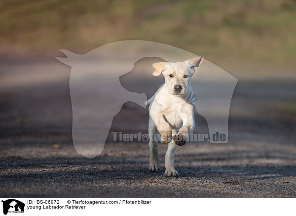 junger Labrador Retriever / young Labrador Retriever / BS-06972