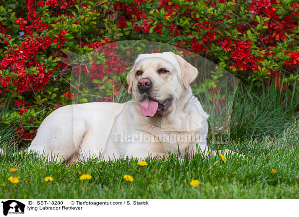 liegende Labrador Retriever / lying Labrador Retriever / SST-18280