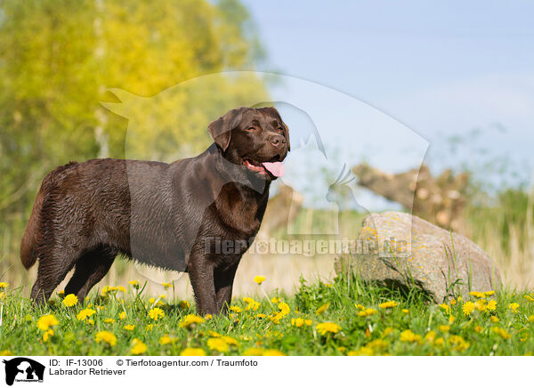 Labrador Retriever / Labrador Retriever / IF-13006