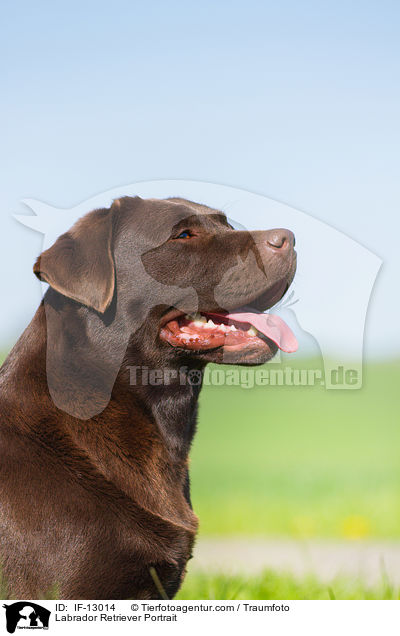 Labrador Retriever Portrait / Labrador Retriever Portrait / IF-13014