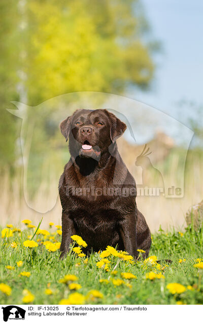 sitzender Labrador Retriever / sitting Labrador Retriever / IF-13025