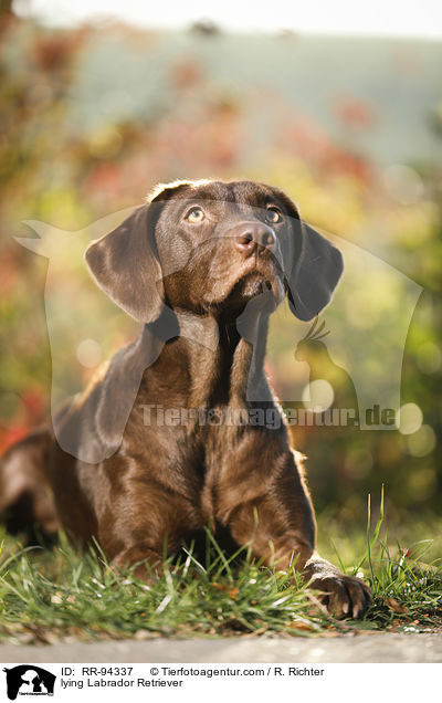 liegender Labrador Retriever / lying Labrador Retriever / RR-94337